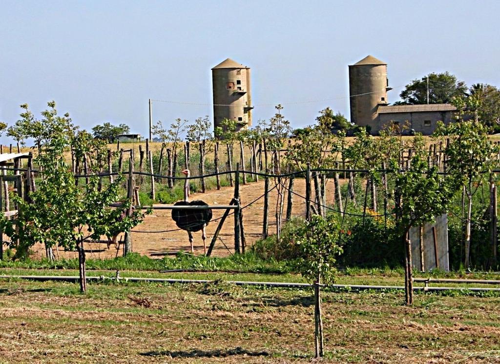 Agroturismo Corte Degli Struzzi Pescia Romana